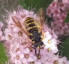 Temnostoma sericomyiaeforme