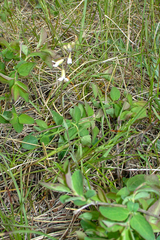 Lathyrus ochroleucus