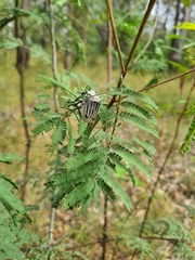 Trichaulax philipsii