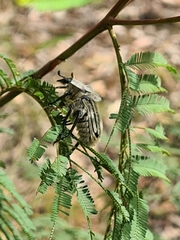 Trichaulax philipsii