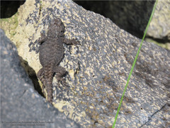 Sceloporus palaciosi
