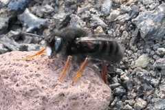 Megachile fuerteventurae