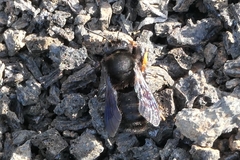 Megachile fuerteventurae