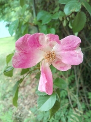Rosa
