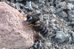 Megachile fuerteventurae