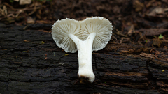 Oudemansiella cubensis