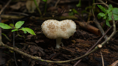 Oudemansiella cubensis