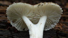 Oudemansiella cubensis