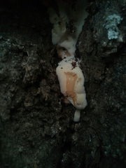 Fungi
