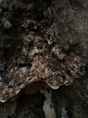 Fungi