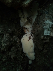 Fungi