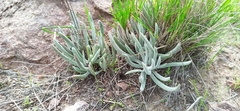 Dudleya attenuata attenuata