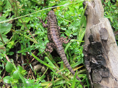 Sceloporus anahuacus