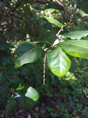 Coccoloba pyrifolia