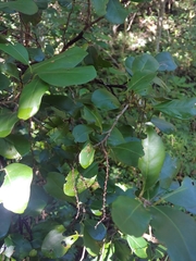 Coccoloba pyrifolia