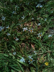 Sisyrinchium rosulatum