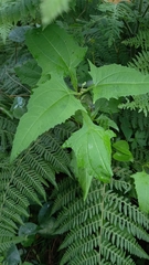 Sigesbeckia australiensis