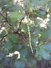 Coccoloba pyrifolia