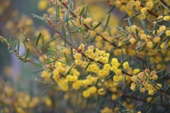 Acacia cochlearis