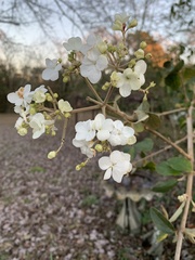 Viburnum macrocephalum