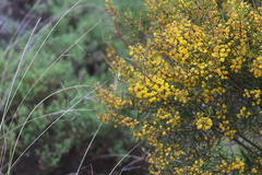 Acacia cochlearis
