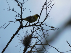 Icterus graduacauda