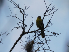 Icterus graduacauda
