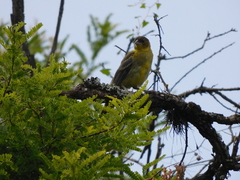 Icterus graduacauda