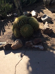 Kroenleinia grusonii