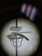 Wilcoxia