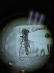 Wilcoxia
