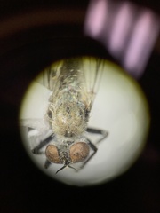 Wilcoxia