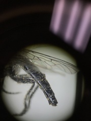 Wilcoxia