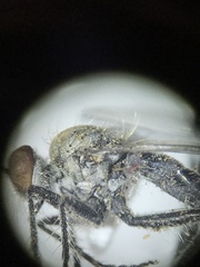 Wilcoxia