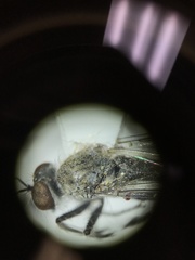 Wilcoxia