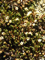 Dracophyllum prostratum