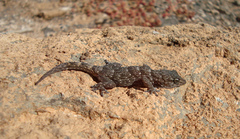 Tarentola boettgeri boettgeri