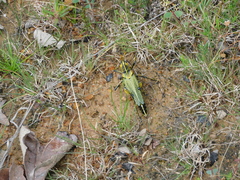 Taeniopoda tamaulipensis