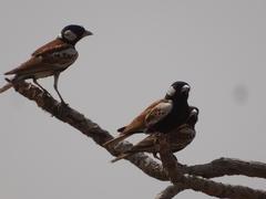 Eremopterix leucotis