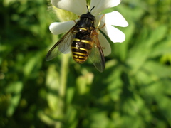 Chrysotoxum fasciolatum