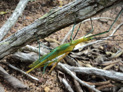 Tithonophasma tithonus