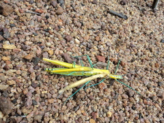 Tithonophasma tithonus