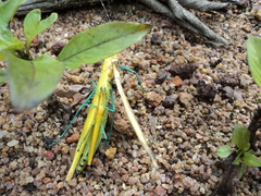 Tithonophasma tithonus