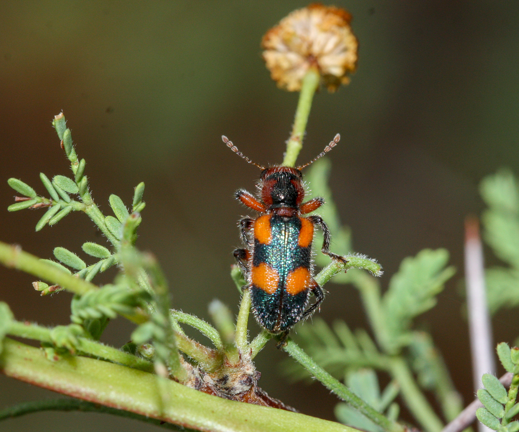Aulicus femoralis