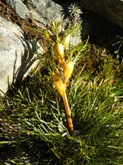 Aciphylla pinnatifida