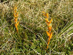 Aciphylla pinnatifida