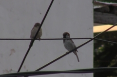 Passer domesticus