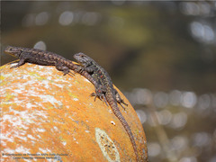 Sceloporus anahuacus
