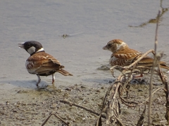 Eremopterix leucotis