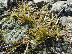 Carex wakatipu